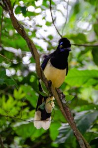 nadine-marfurt-parque de las aves iguazu