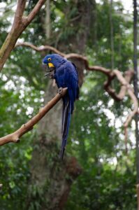 nadine-marfurt-parque de las aves iguazu