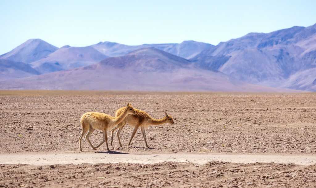 vicuñas desiert atacama