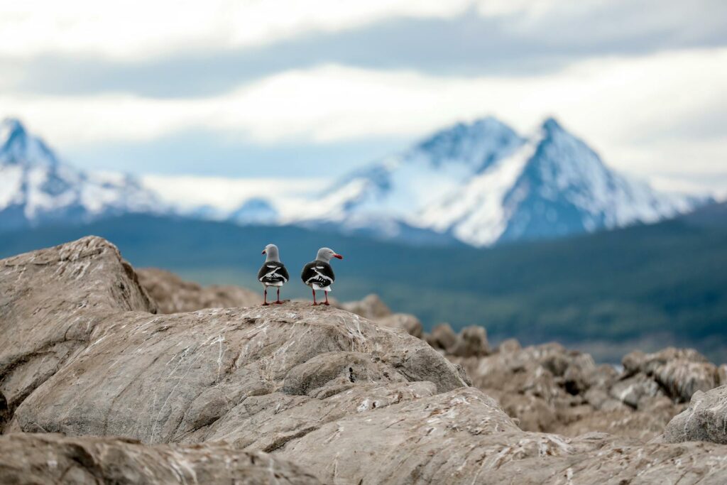 Two seabirds perched on rocky terrain with snowy mountains in the background, Ushuaia, Argentina.