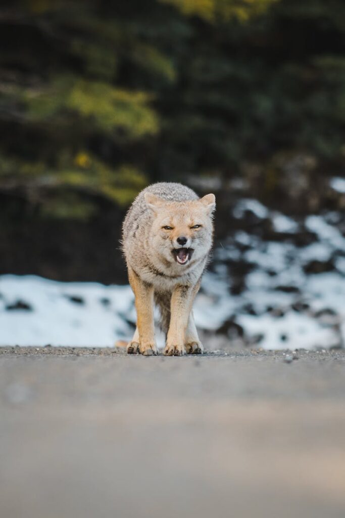 Close-up of a wild fox on a forest path in Los Lagos, Chile during winter.