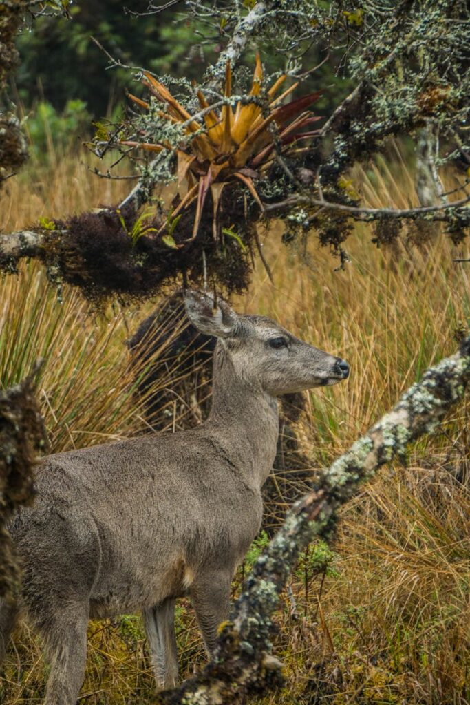 Southern Huemul deer standing amidst a forested landscape.
