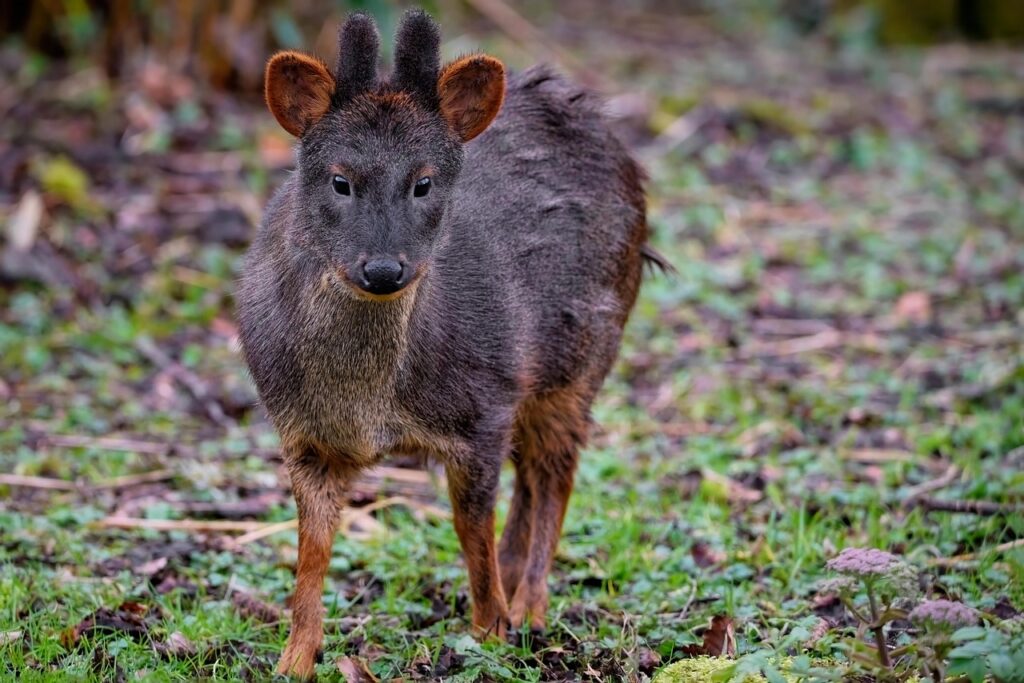 deer, nature, southern pudu, pudu, smallest deer, near threatened, mammal, animal, wildlife, ruminant, herbivore