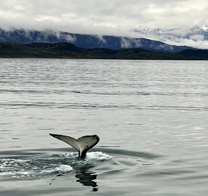 baleine travelcoachchile terre de feu