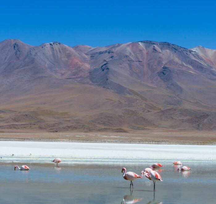 a group of flamingos standing in a lake with mountains in the background