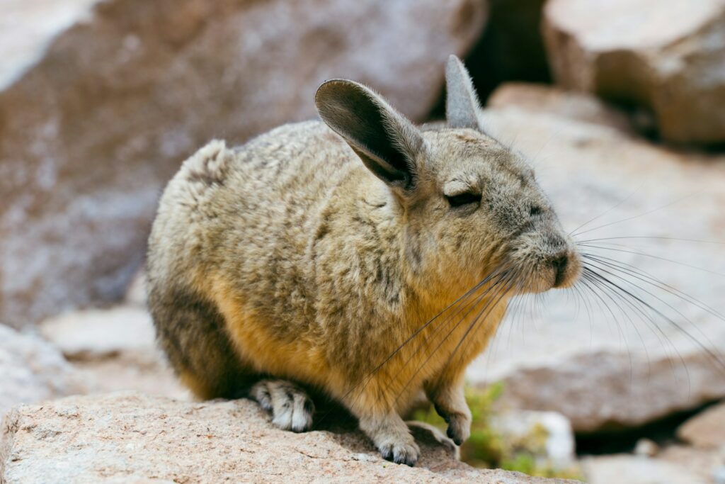 a close up of a small animal on a rock