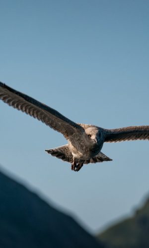 Close portrait argentine patagonian condor